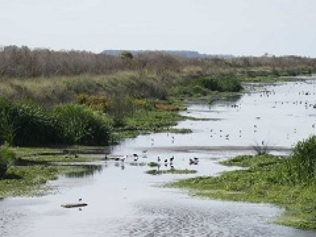 Report of the Duck Outing Las Flores 23rd and 24th, February 2020