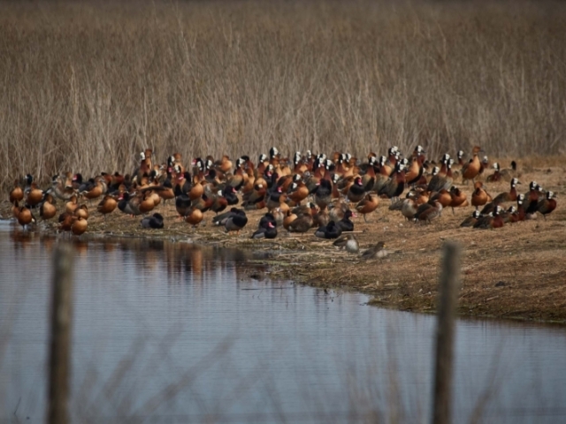 REPORT OF THE DUCK OUTING LAS FLORES JULY 31st 2021